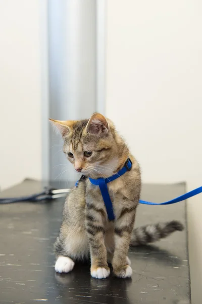 Sobre a mesa pelo veterinário — Fotografia de Stock