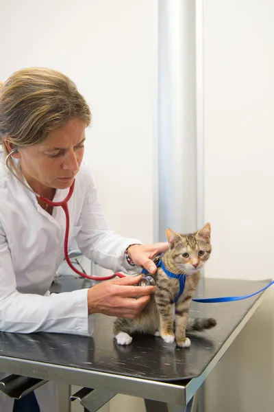 Veterinário examinando pequeno gato — Fotografia de Stock