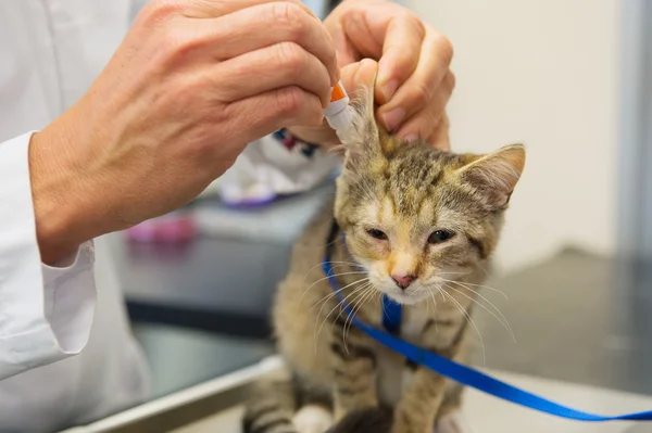 Gatinho está tendo gotas de ouvido pelo veterinário — Fotografia de Stock