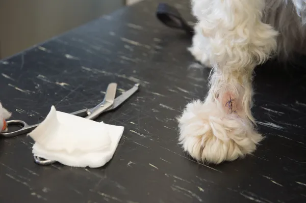Weißer Hund mit Nähten beim Tierarzt — Stockfoto
