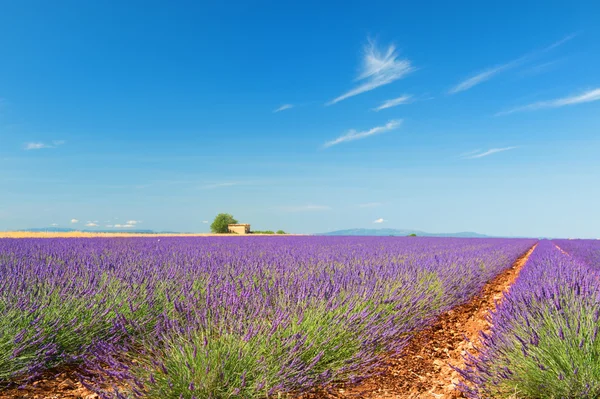Παλιό ερείπιο στο lavender τους τομείς — Stockfoto