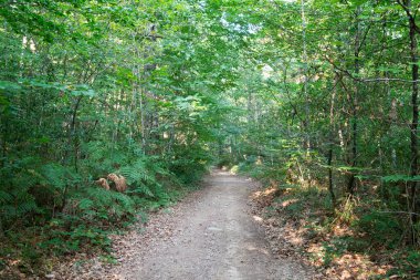Yeni Akitanya 'daki ormanda yol