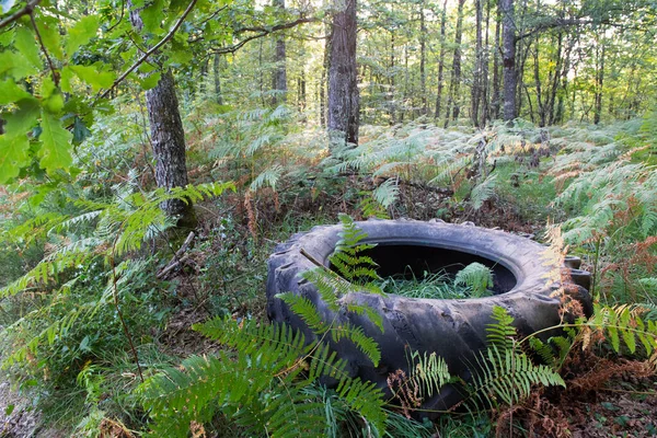 Svart Däck Dumpas Naturen Skog — Stockfoto