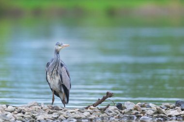 Suyun yanındaki büyük mavi balıkçıl portresi.
