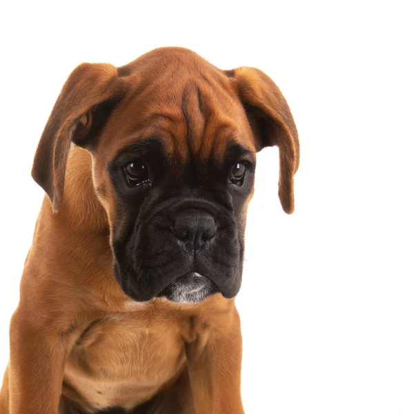 Portrait Young Boxer Puppy White Background — Stock Photo, Image