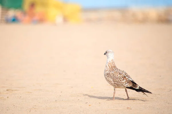 Europese Haringmeeuw Aan Het Lege Strand — Stockfoto