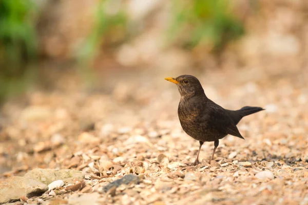 Kvinnlig Koltrast Naturen Vid Marken — Stockfoto