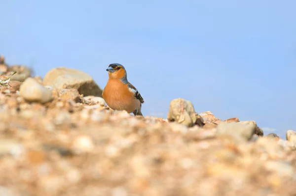 Wild Life Male Chaffinch Outdoor — 图库照片
