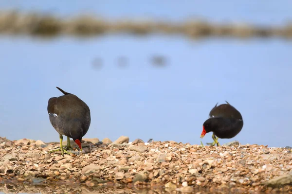 Gewöhnlicher Wasservogel Der Natur — Stockfoto