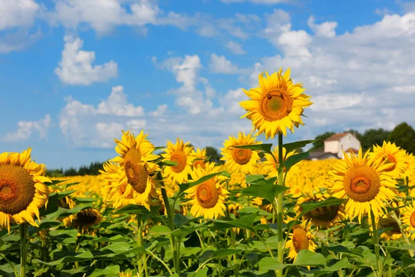 Landscape Sunflowers French Lot Garonne — Stock Photo, Image