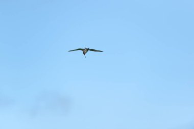 Mavi gökyüzünde uçan tek bir kara kuyruklu Godwit.