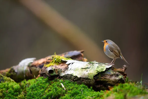 Rotkehlchen Wald — Stockfoto