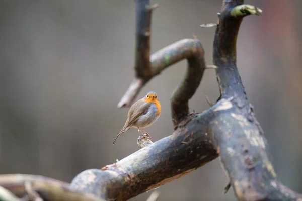 Européen Robin Plein Air Dans Forêt — Photo