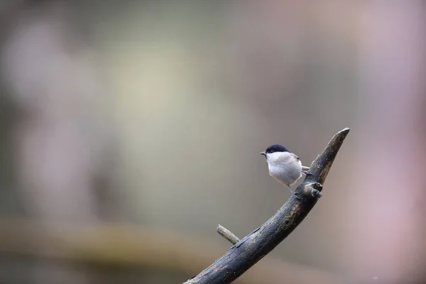 Willow Tit Branch Forest — Foto Stock