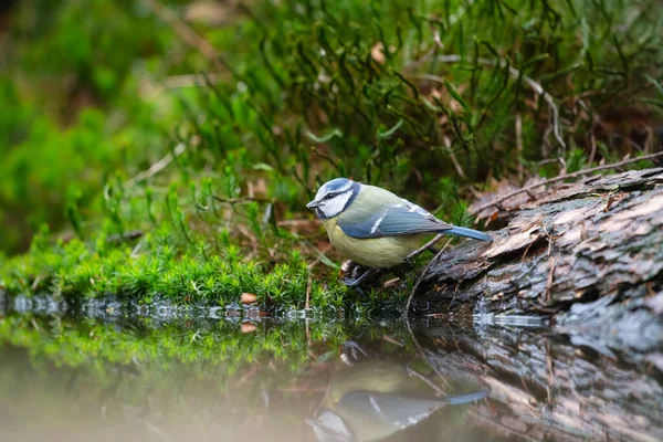 Blue Tit Drinking Water Forest — Stockfoto
