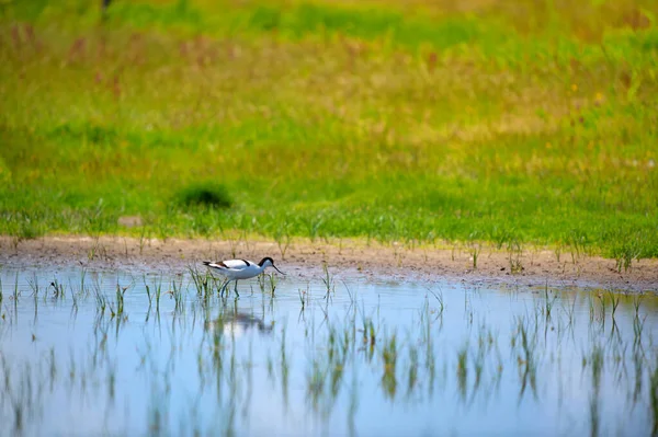 Avocet Spacerujący Wodzie Holenderskiej Wyspie Terschelling — Zdjęcie stockowe