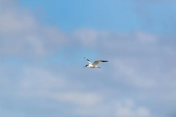 Mavi Gökyüzünde Uçan Pied Avocet — Stok fotoğraf