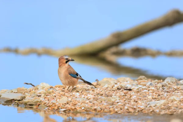 Euraziatische Gaai Natuur Nabij Water — Stockfoto