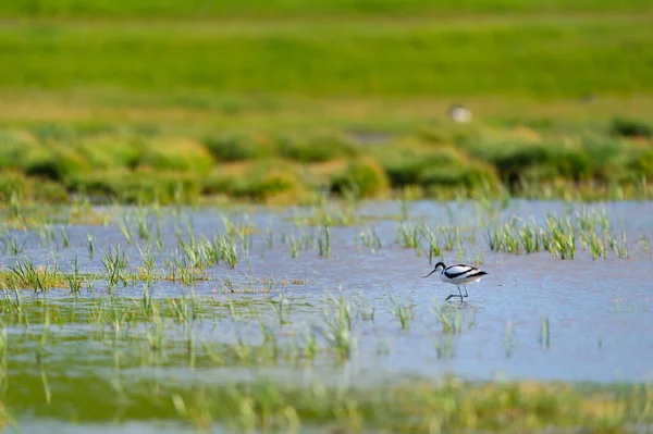 Pied Avocet Wading Nature Water — Stock Photo, Image