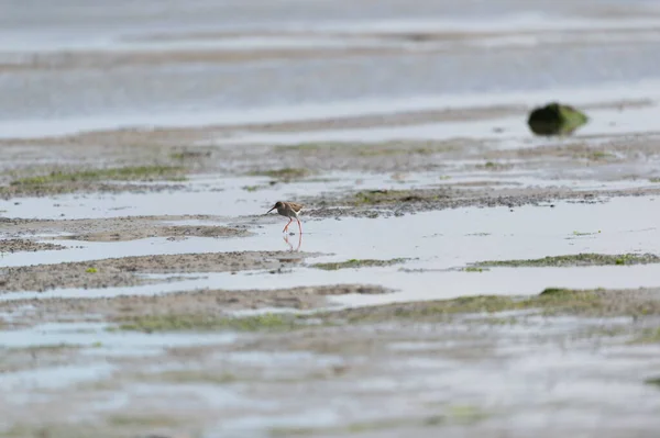 Rotschenkel Watet Wattenmeer — Stockfoto