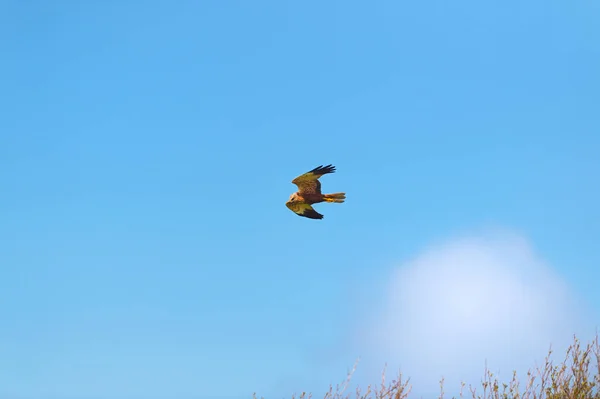 Орел Летит Воздухе — стоковое фото