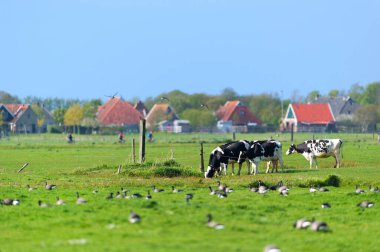 İneklerle, kuşlarla ve çiftlik evleriyle dolu Hollanda tıka basa dolu bir ada.