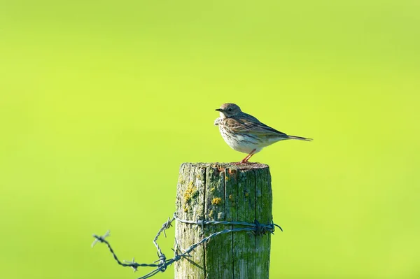Sparrow Nature Pole Landscape — Stock Photo, Image