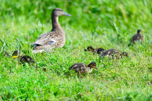 Çimenlerde Ördek Yavrusu Olan Ana Ördek — Stok fotoğraf