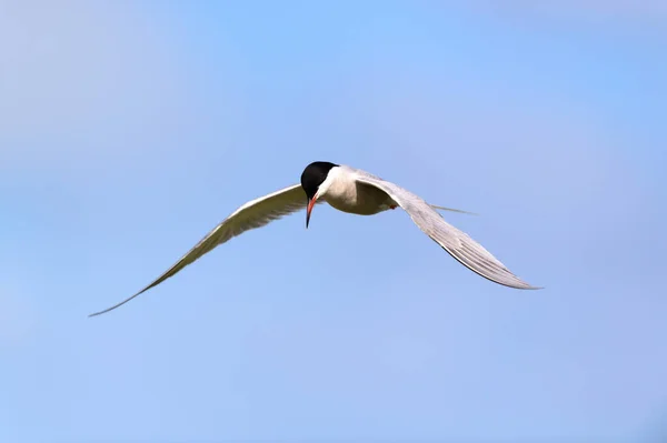 Hunting Common Tern Blue Sky — Stock Photo, Image
