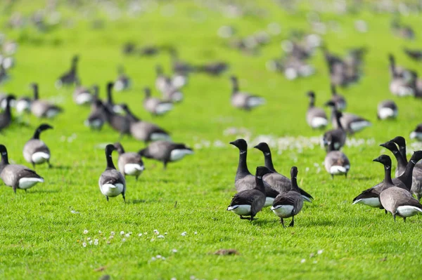 Rebanho Gansos Selvagens Grama Ilha Wadden Holandesa Terschelling — Fotografia de Stock