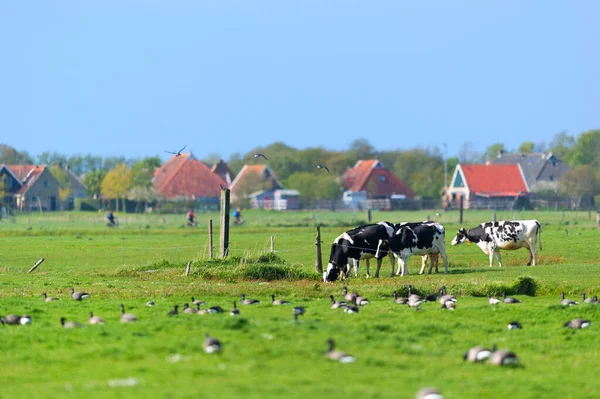 Paisagem Ilha Wadden Holandesa Terschelling Com Vacas Aves Casas Fazenda — Fotografia de Stock