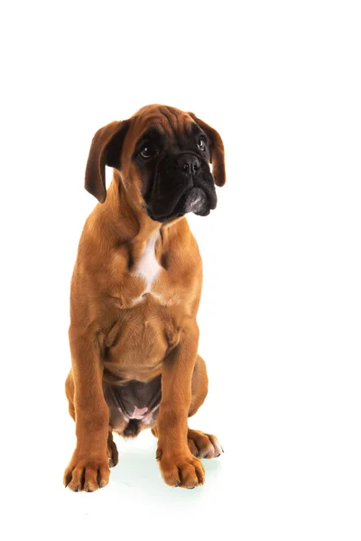 Young Boxer Puppy White Background — Stock Photo, Image