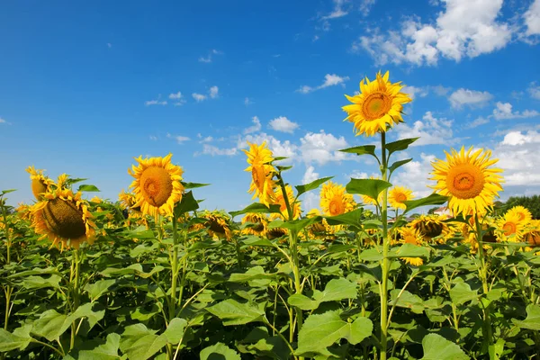 Landscape Sunflowers French Lot Garonne — Stock Photo, Image