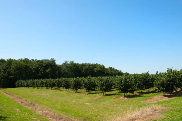 Fransız Parkı 'ndaki bahçe elması.