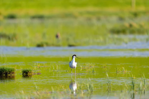 Avocet Pied Vadear Água Natureza — Fotografia de Stock