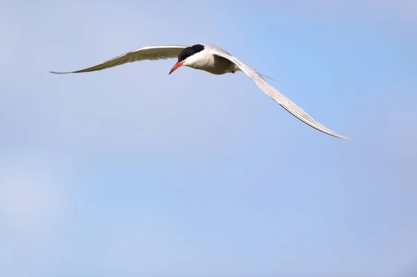 Hunting Common Tern Blue Sky — Stock Photo, Image