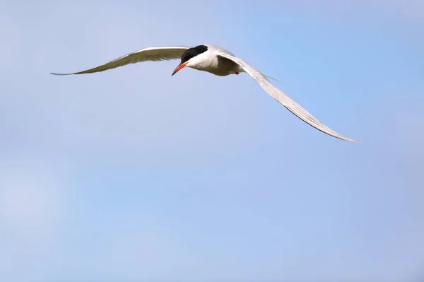 Jagd Auf Flussseeschwalben Bei Blauem Himmel — Stockfoto