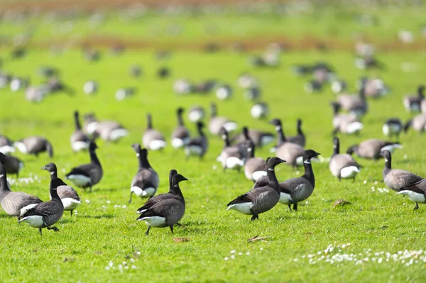 Manada Gansos Salvajes Hierba Isla Holandesa Wadden Terschelling — Foto de Stock