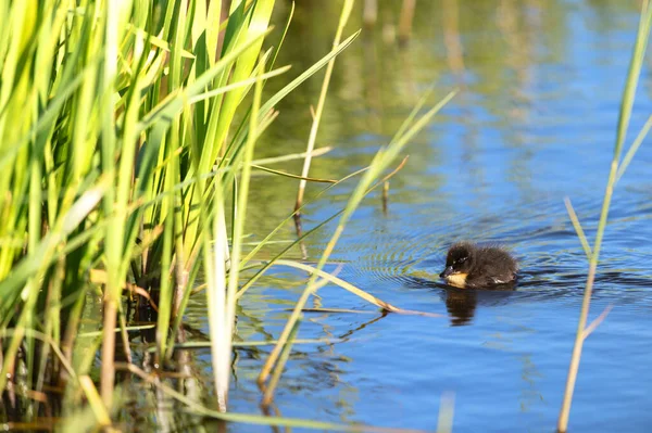 Swimming Single Baby Duck Grass — ストック写真