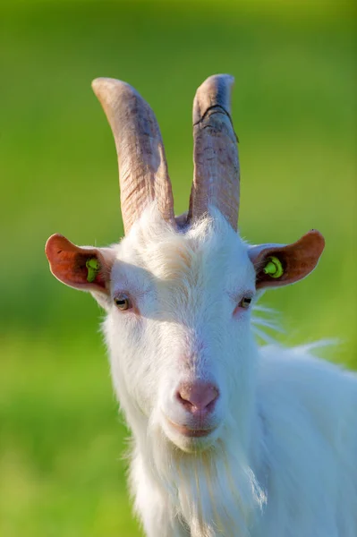 Kopf Der Weißen Ziege Vor Grünem Hintergrund — Stockfoto
