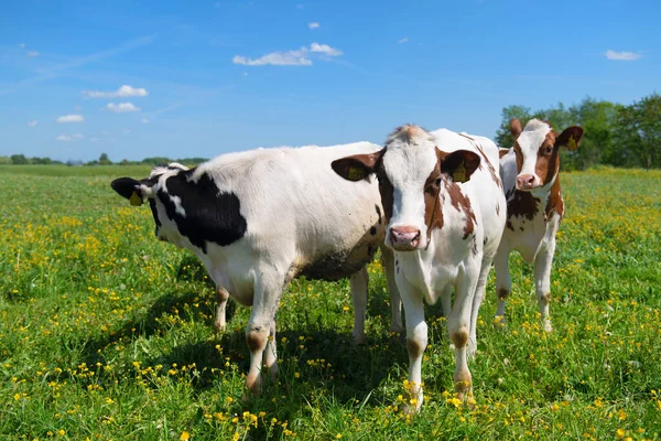 Group Cows Typical Dutch River Landscape — Stock Photo, Image