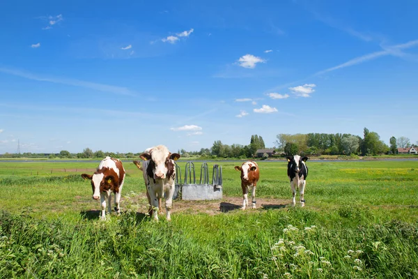 Group Cows Typical Dutch River Landscape — Stock Photo, Image