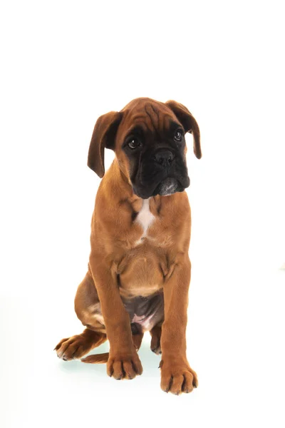 Young Boxer Puppy White Background — Stock Photo, Image