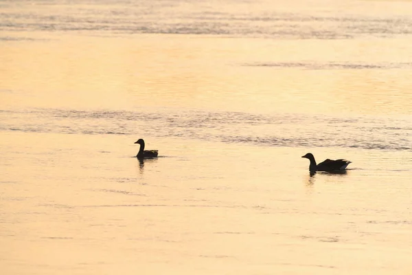 Geese Couple Swimming River — Stock Photo, Image