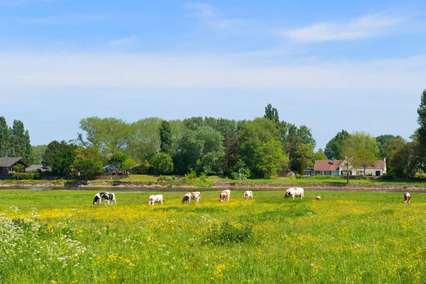 Group Cows Typical Dutch River Landscape — Photo