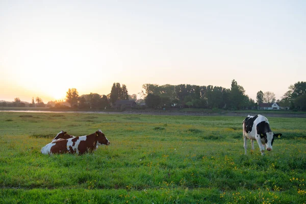 Vacas Holandesas Blancas Negras Amanecer — Foto de Stock