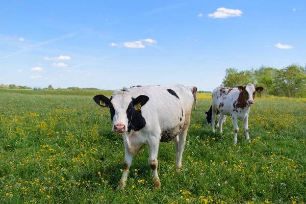 Group Cows Typical Dutch River Landscape — Photo