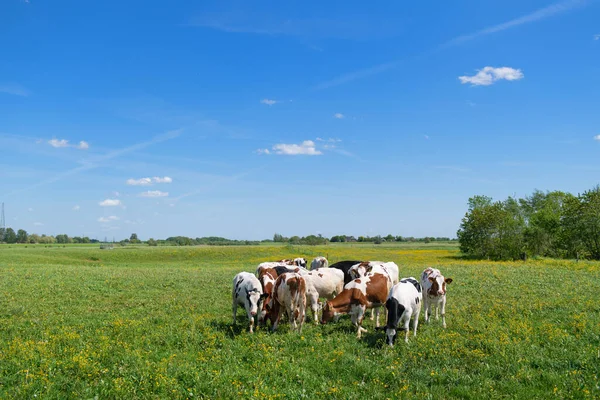 Group Cows Typical Dutch River Landscape — Foto de Stock