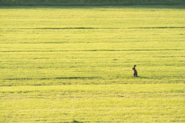 Hase Der Weiten Landschaft Auf Wiesen — Stockfoto