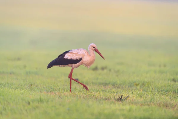Single Stork Meadows Sunrise — Photo